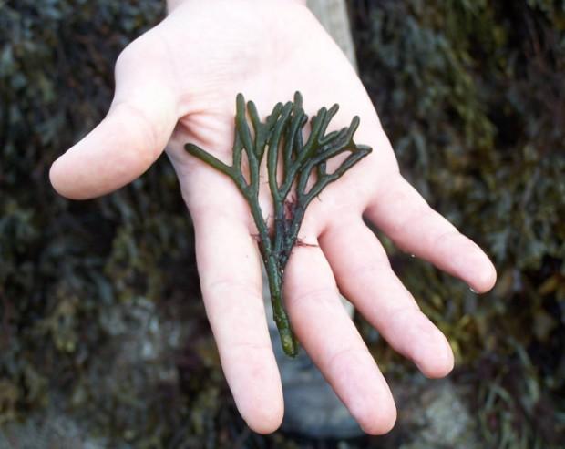 Chris Wood Green Sea Fingers Codium fragile A spongy green seaweed from Japan.