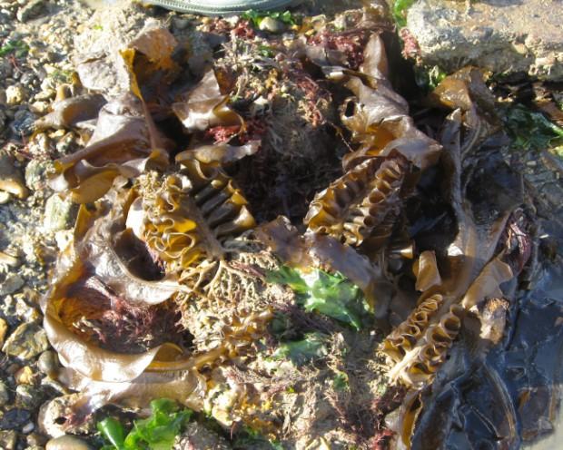Large golden brown seaweed, 1-2m in length Divided frond with midrib Large reproductive frills just above the holdfast Covers
