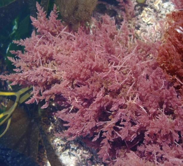 Harpoon weed Asparagopsis armata This red seaweed originated from Australia and has been found at Castletown, Peel and the Point of Ayre.