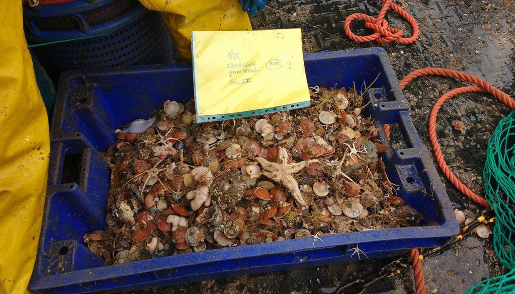 In addition the data will also be used to validate the data obtained from the dredge survey (which is not designed to catch undersized queen scallops).