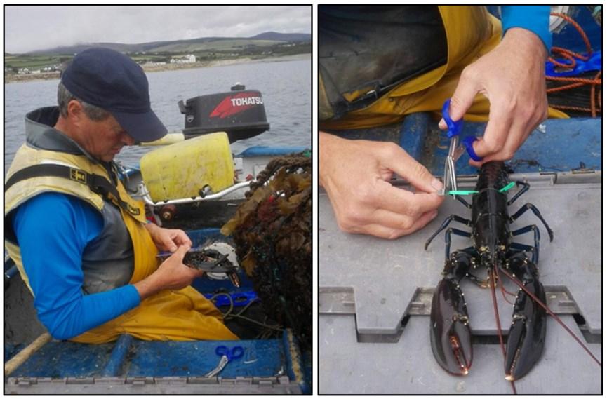 Page 17 Isle of Man Fisheries Science Lobster home-ranges Seasonal & spawning migrations Growth rates & moulting periods Lobster Genetics Figure 19: Lobster tagging in the Baie ny Carrickey closed