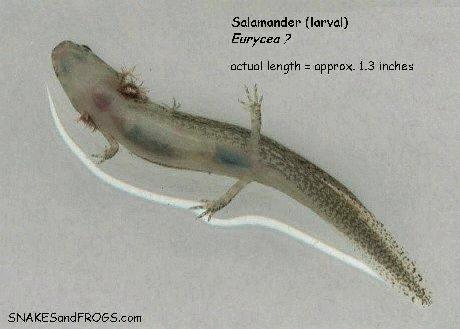 3. Salamander Assemblage: Ohio has a diverse fauna of amphibians that include frogs, toads, and salamanders including newts.