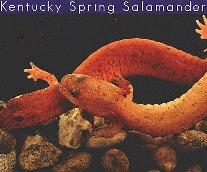 htm northern red salamander; a young adult (Pseudotriton