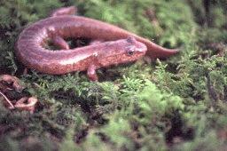html eastern mud salamander larvae (Pseudotriton