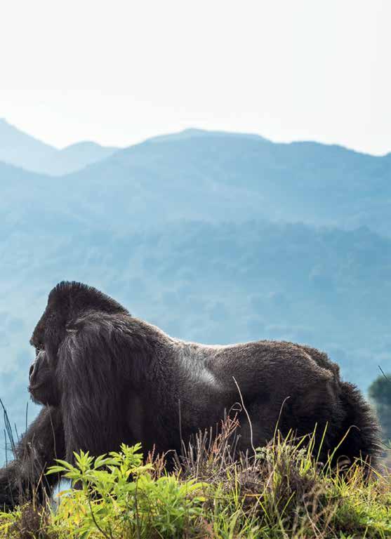 Our team 15 highly trained veterinarians working in Rwanda, Uganda and the Democratic Republic of Congo monitors the health of every single one of the remaining 880 mountain gorillas left in the