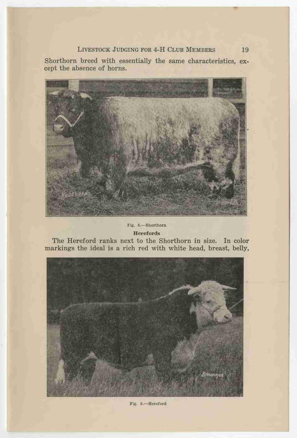LIVESTOCK J UDGING FOR 4-H CLUB MEMBERS 19 Shorthorn breed with essentially the same characteristics, except the absence of horns. Fig. 8.