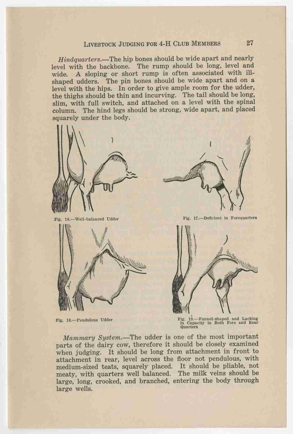 LIVESTOCK J UDGING FOR 4-H CLUB MEMBERS 27, Hindquarters. - The hip bones should be wide apart and nearly level with the backbone. The rump should be long, level and wide.