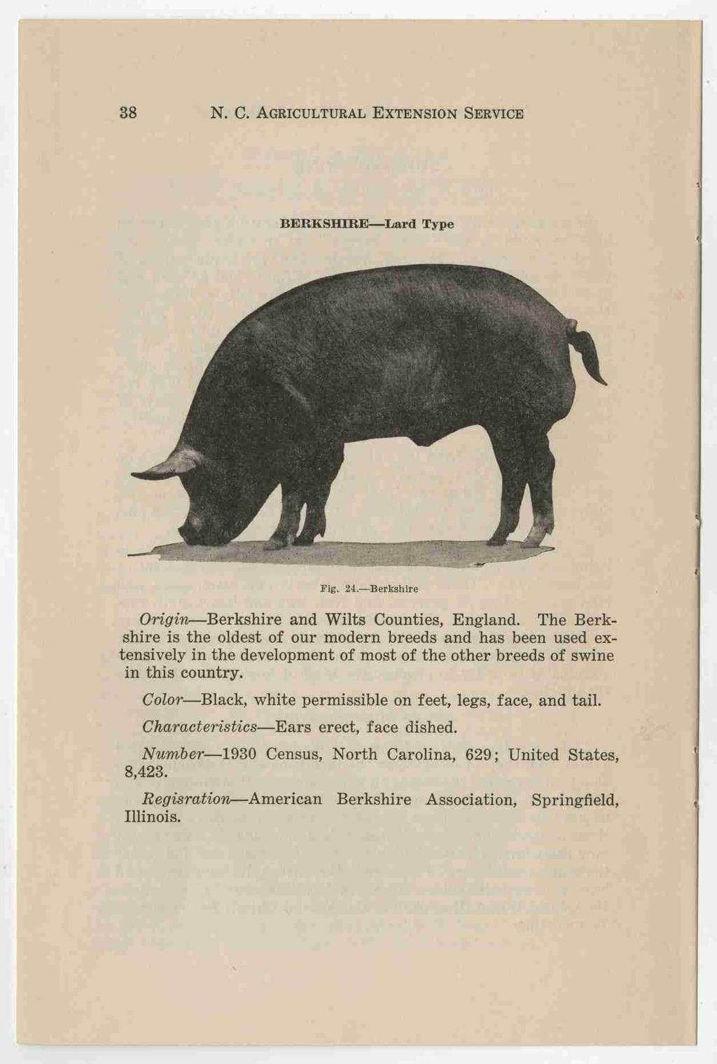 38 N. C. AGRICULTURAL EXTENSION SERVICE BERKSHIRE Lard Type Fig. 24. Berkshire Origin Berkshire and Wilts Counties, England.