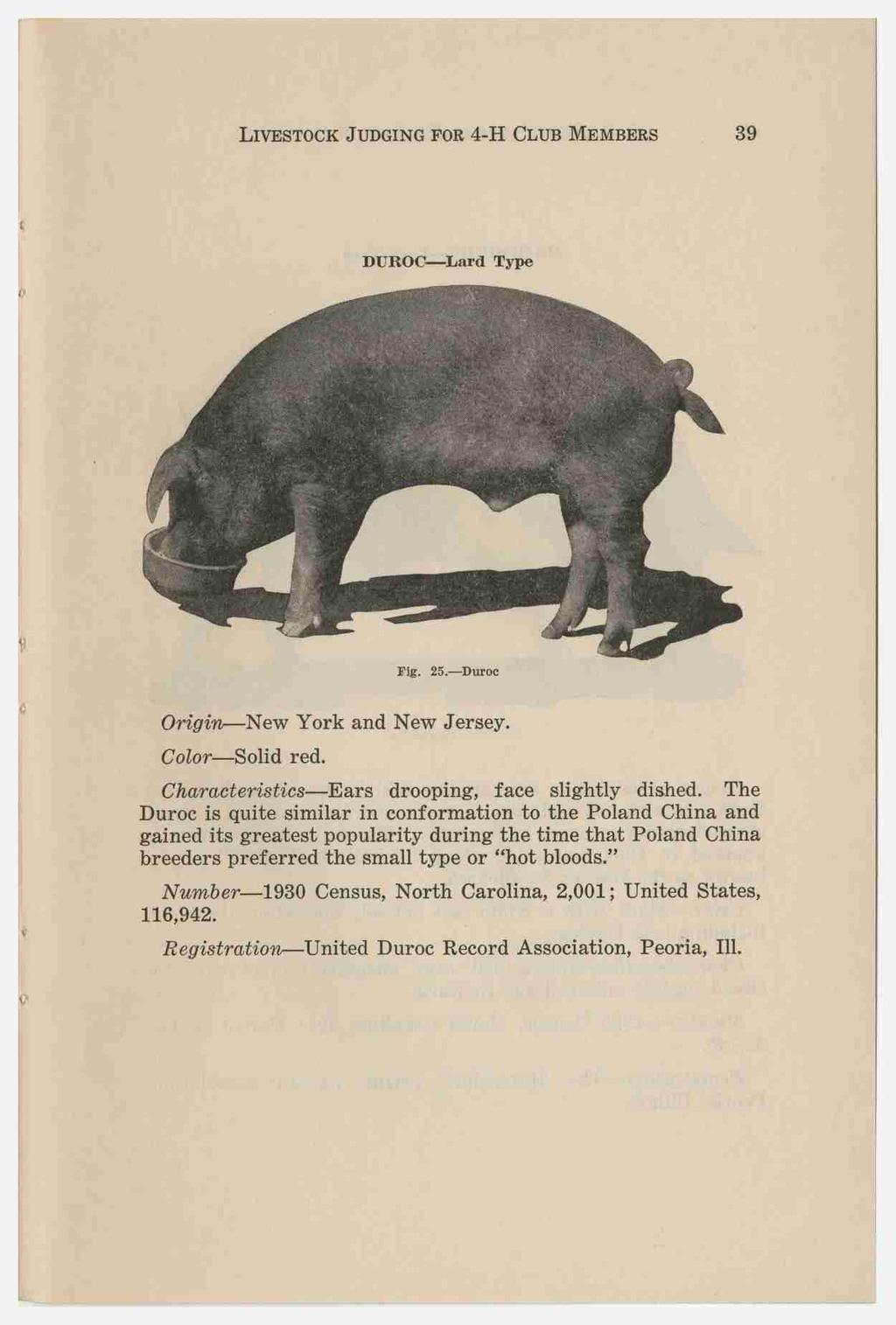 LIVESTOCK J UDGING FOR 4-H CLUB MEMBERS, 39 DUROC Lard Type Fig. 25. Duroc Origin New York and New Jersey. Color Solid red. Characteristics Ears drooping, face slightly dished.