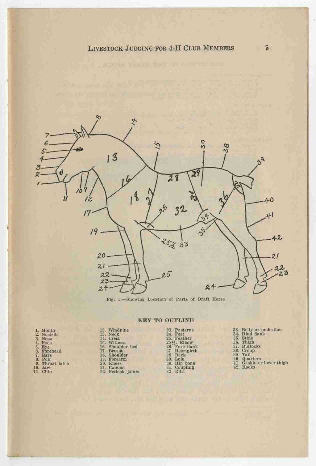 LIVESTOCK J UDGING FOR 4-H CLUB MEMBERS 2.! 2 23 Fig. 1. Showing Location of Parts of Draft Horse KEY TO OUTLINE Mouth. Windpipe 23. Pasterns Belly or underline. Nostrils 3. Neck 24.