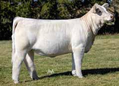 3 14 24 1 8.0 8 0.2 JCAR-RCC Outlander 595- n Selling ½ interest and full possession in your choice of this Denver Pen-of- Lot 2E Three Bulls! These bulls have so much to offer.