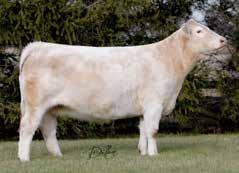 Janssen finally partnering up to own her. Daisy was a twotime National Class Winner, the 45th National Reserve Junior Calf Champion and the 46th National Senior Champion.