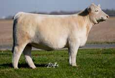 These bulls are full sibs to the R & R National Sale consignment selling in Louisville; RRC-RA A Daisy If Ya Do and another full sister JCAR Misty sold for $10,500 this past fall in the Simmons Bid