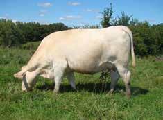 During the very first Wright Production Sale one of her daughters topped the open heifers and the entire sale, at their 3rd Female Production Sale her daughter again topped the open heifers and the
