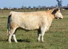 MCC Miss Hoodoo 801 ET - Dam of Lot 6B Choice of Flush, Embryos & Herd Hoodoo George Z1054 - topped the 2013 Charolais in the Rockies Sale at $13,000 selling to Standridge Cattle Co.