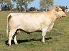 , Dennis Metzger, Anderson, California (Dennis: 816-519-8208) 7 CHOICE OF THE ENTIRE HERD Selling Buyers Choice of One Bred Cow and One Bred Heifer 7a 7b n Another breeder that only lets us have a