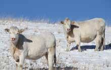 Bred Heifers 8 CHOICE OF BRED HEIFERS Selling Buyers Choice of Cobb Charolais Ranch Bred Heifers n One of the most exciting Choices of the Herd in last year s Charolais in the Rockies sale and a