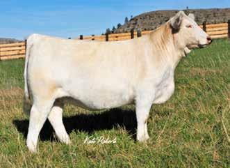 There will only be one choice of the herd sold, so don t sit back and wait! n For 50 some years Cobb Charolais has been a closed herd and are all one-iron brand.