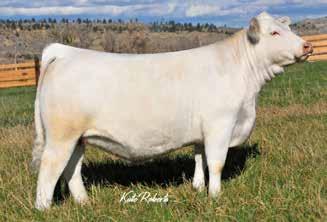 WW: 685 lbs R: 103 ADJ.YW: 858 lbs R: 104 EPDs: 12.0-3.6 21 51 6 8.1 17 0.8 n Sells bred A.I. on 5-23-15 to LT Ledger 0332 P. Safe in calf. n This is one easy heifer to look at.