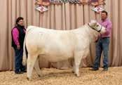 Only shown twice, she was named the Grand Champion AOB heifer at the 2015 Montana State Fair and then went on to be the Grand Champion Female at the NILE in Billings.