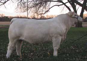 12 HERD SIRE CHOICE Presented by: Eaton Charolais, The Eaton Family, Lindsay, Montana (Lee: 406-584-7520) Choice of Eaton Bred Herd Sires or Prospects n Only once a year do the Eaton s let this herd