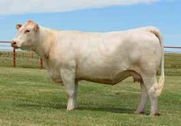 on 6-17-15 and are due to calve on March 27, 2016, to LT Rushmore 8060 Pld or LT Long Distance 9001, two highly proven calving ease sires and sires of tremendous quality.