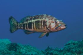 Blacktail comber TELEOSTS Parrotfish