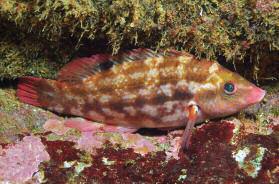 Baillon s wrasse TELEOSTS Barred hogfish TELEOSTS