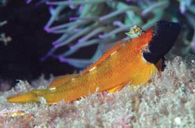 Threefin blenny TELEOSTS Broadnosed pipefish