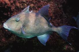 Grey triggerfish TELEOSTS Atlantic bonito TELEOSTS