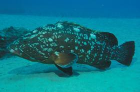 Dusky grouper TELEOSTS Pilotfish TELEOSTS