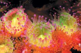 easy Jewel anemone INVERTEBRATES Common