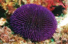 Madeira 30 cm (12 inches) Purple sea star