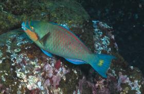 Parrotfish TELEOSTS Clepticus africanus São