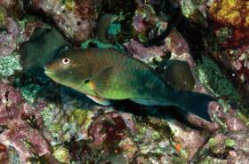 Tomé 40 cm (16 inches) Guinean parrotfish