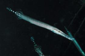 Atlantic cornetfish TELEOSTS Balistes