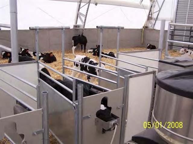First calf feeder in Idaho Grush Dairy