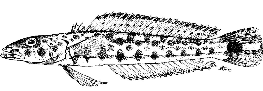 DISTINGUISHING CHARACTERS OF SIMILAR SPECIES OCCURRING IN THE AREA: Parapercis cephalopunctata: 4 dorsal fin spines (5 in P. nebulosa); soft dorsal rays 21 (usually 22 in P.
