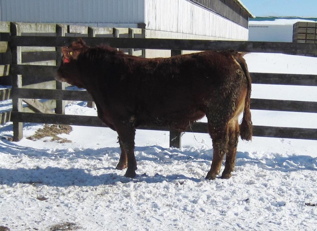 Lot 9 BRL 60Z Black River Zeus 60Z CPM0212067 - Polled Reserve - $3200 Birth Date February 4, 2012 Birth Weight 83 lbs 2.0 30.3 61.4 18.9 - - 4.
