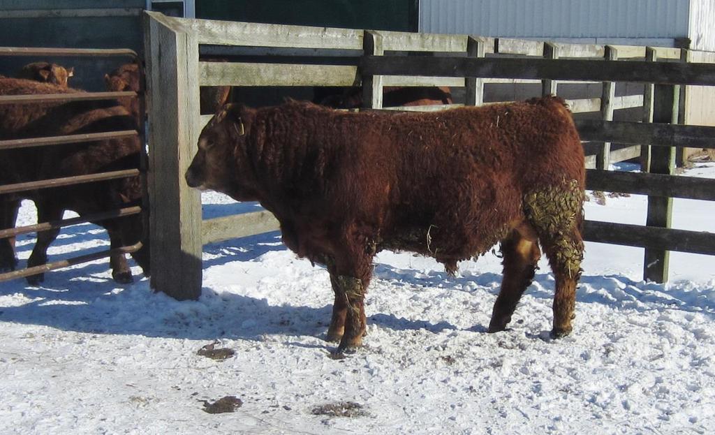 Lot 11 Lobster Point Properties - LPP 8A LPP Prowler 8A PG781568 Reserve - $2500 Birth Date January 6, 2013 Birth Weight 92 lbs Polled 3.0 63.9 99.3 20.6 4.90 Acc.