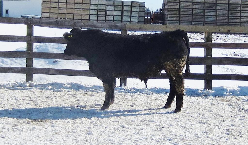 Lot 12 Lobster Point Properties - LPP 14A LPP Amen 14A PG781573 Reserve - $2200 Birth Date January 18, 2013 Birth Weight 98 lbs Polled 3.9 60.8 90.5 26.2 4.