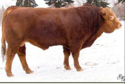 ADG on average daily gain in lbs for the 112. Our main walking bull Roman Yippy Ki Yeh, sire of next years sale bulls. We bought this bull to provide thickness, muscling, good temperament, and volume.
