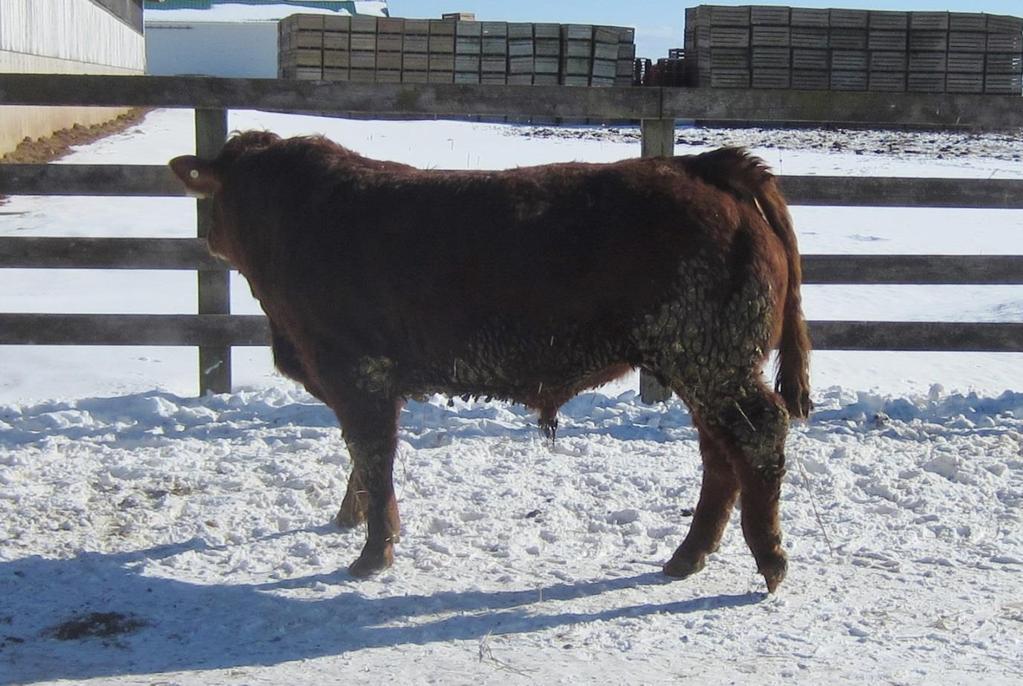 Lot 2 BLM 222Z Balamore Zack 222Z CPM0213416 - Polled Reserve - $3200 Birth Date June 11, 2012 Birth Weight 82 lbs 2.4 30.6 70.0 21.5 451 1022 4.