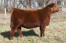 Dark red, whistle fronted, harry, with a PIE CINCH 4126 WEBR EMILY 535 great hip & hind leg.