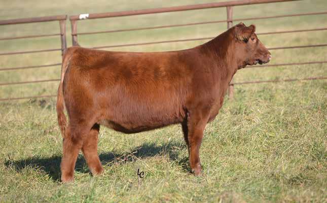 7 WEBR WILD ROSE 834 BD: 2/6/18 RAAA: 3962151 OFFERED BY WEBER LAND & CATTLE Sire LSF SAGA 1040Y Dam NSFR TAHOE X44 Big outlined and heavy structured one here.