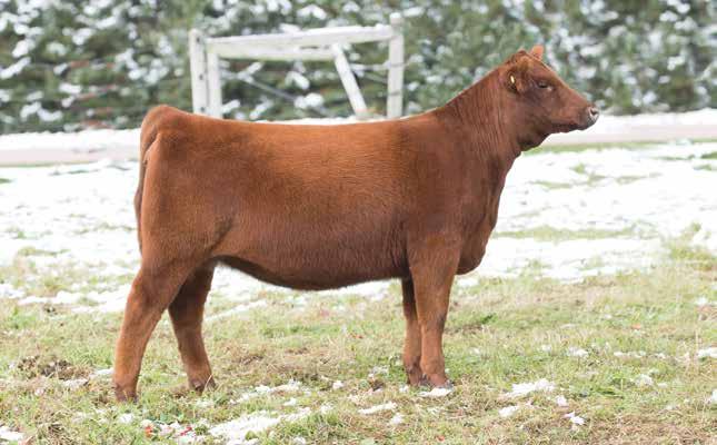 8 TC PRIMROSE 07F BD: 2/10/18 RAAA: 3989272 Sire NBAR HAMLEY S913 Dam RED SSS OLY 554T OFFERED BY TC REDS We are really happy with our first calf crop out of our lead bull in our 2017 Reserve