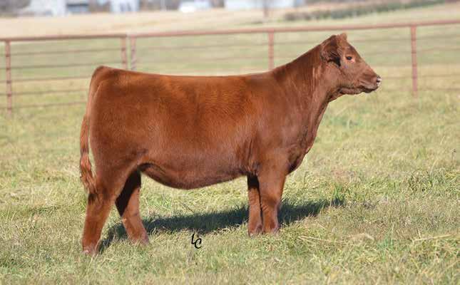 9 WEBR TAMARA 847 Maternal Brother to Lot 9 BD: 2/12/18 RAAA: 3962163 OFFERED BY WEBER LAND & CATTLE Sire WEBR DOC HOLLIDAY 2N Dam BIEBER HARD DRIVE Y120