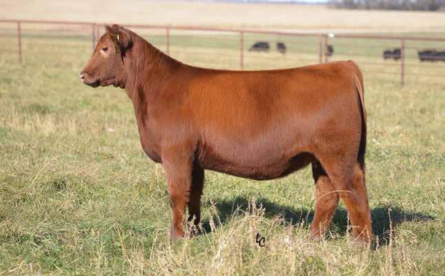 10 WEBR CLARA 851 Brando - Sire of Lot 10 BD: 2/14/18 RAAA: 3962165 OFFERED BY WEBER LAND & CATTLE Sire HCG BRANDING IRON Dam DUNN DROUGHT BREAKER A510 This Brando daughter has been one of my