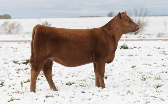 11 TC VERONICA 12F BD: 2/15/18 RAAA: 3920307 OFFERED BY TC REDS Sire WEBR DOC HOLLIDAY 2N Dam RED RAINBOW TRANSENDENCE 29B I ll be the first to say it but, here is the sleeper of the sale.