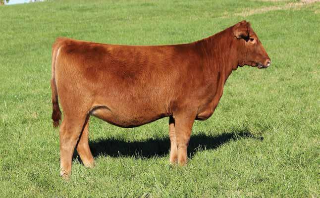 12 WDZ FAITH 850 Full Sister to Lot 12 BD: 2/17/18 RAAA: 3971424 OFFERED BY ZEHNDER CATTLE Sire NBAR HAMLEY S913 Dam WDZ JACKHAMMER 013 Faith is a full sister to the heifer Brady Edge purchased